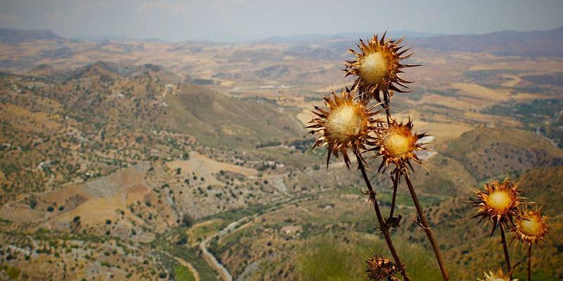 从信息聚合到价值创造：数字时代新闻通讯社的角色演变与转型之路