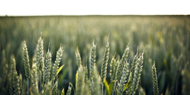 信息聚合时代如何辨别假新闻？掌握这4个方法，看透头条与国际新闻真相