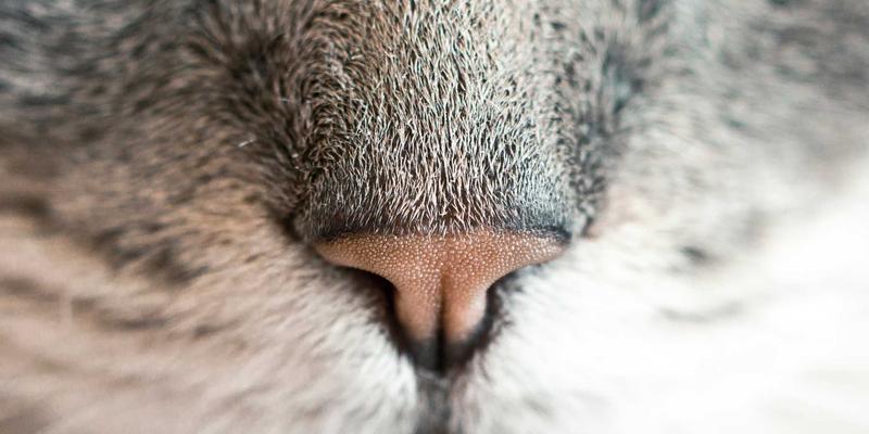 建设性新闻实践：国际与国内新闻如何以解决方案重塑公众参与和社会心态