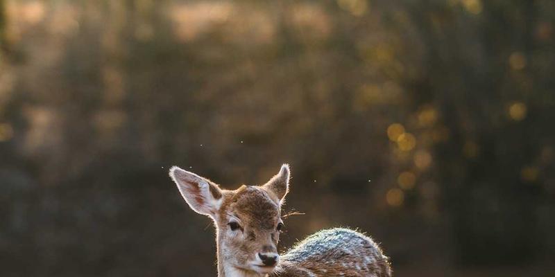 新闻67:解码科技头条背后的资讯浪潮与未来趋势