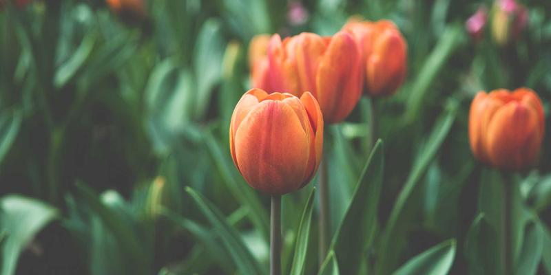 科技新闻客户端的个性化推送策略：如何在信息聚合中平衡用户画像与信息茧房